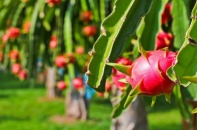 Doanh nghiệp tuần qua: “Chênh vênh” sở hữu của HAGL tại HAGL Agrico, nhà đầu tư nhận "bom" cổ tức