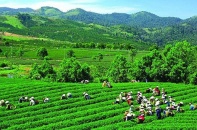 “Thay máu” cổ đông, GTNFoods chưa tính bầu nhân sự HĐQT mới, muốn rút chân khỏi Vinatea