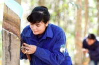 THAGRICO mua lại toàn bộ công ty con vốn 1.500 tỷ đồng của HAGL Agrico