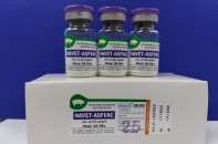 Navetco chưa định tăng vốn, sẵn sàng sản xuất vaccine dịch tả heo châu Phi 