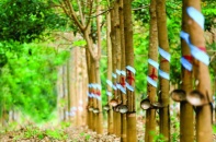 Cao su Phước Hòa (PHR) tiếp tục sống dựa nguồn thu bồi thường đất 
