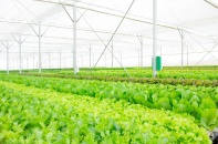 Tạo cơ chế thu hút thêm doanh nghiệp đầu tư vào nông nghiệp