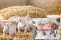 Một số địa phương còn lơ là trong công tác phòng chống dịch tả lợn châu Phi
