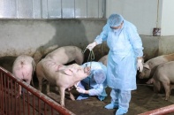 Việt Nam thử nghiệm thành công bước đầu vắcxin phòng dịch tả lợn châu Phi