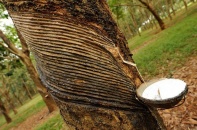 Cao su Hòa Bình thanh lý 274,2 ha cao su, dự thu gần 12 tỷ đồng