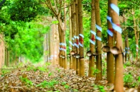 HAGL Agrico chuyển nhượng công ty cao su 11 năm tuổi cho Thadi 