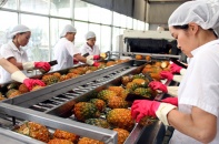 Nhập khẩu tăng, xuất khẩu rau quả sụt giảm 5 tháng liên tiếp 