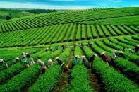 Việt Nam còn nhiều dư địa xuất khẩu chè, cà phê sang Trung Quốc
