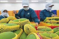 Trung Quốc là thị trường “khổng lồ” cho nông sản Việt