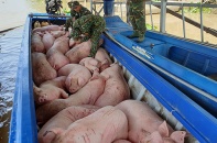 Tăng cường kiểm soát buôn bán, vận chuyển lợn nhập lậu