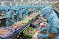 Thủy sản Cửu Long An Giang báo lãi quý 4/2019 “tụt dốc” 87%, cổ phiếu theo đà giảm sâu