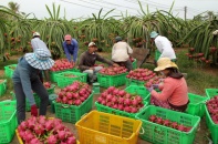 Hoa quả xuất sang Trung Quốc gặp khó vì virus Corona