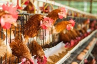 Giữa tâm bão của virus Corona, Trung Quốc phải đối mặt thêm với cúm gia cầm H5N1