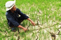 Hơn 80.000 ha cây ăn trái đồng bằng sông Cửu Long đối mặt với hạn mặn cao nhất mùa khô 