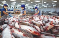 Xuất khẩu cá tra sang Mỹ dự kiến sẽ tăng trong thời gian tới 
