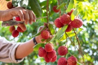 Quả vải lận đận sang Nhật, sang Trung Quốc cũng khó Quả vải lận đận sang Nhật, sang Trung Quốc cũng khó