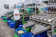 Ngành điều hạ mục tiêu xuất khẩu xuống 3,2 tỷ USD