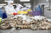 Thực thi EVFTA: Xuất khẩu tôm sang EU tăng gần 16% 