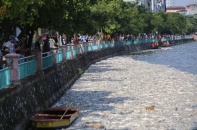 Hà Nội công bố nguyên nhân chính thức làm cá chết tại Hồ Tây và Hồ Linh Đàm