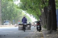 Hà Nội bác tin chặt hạ 1.300 cây xà cừ để mở rộng đường Phạm Văn Đồng