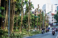 Hà Nội dùng hoa sữa để "chế ngự" mùi ở bãi rác Nam Sơn