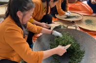 Ở Tân Cương, có những nương chè tiền tỷ 