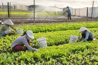 Quy định thành lập doanh nghiệp trong hợp tác xã đã cụ thể hơn