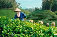 Cổ phần hoá doanh nghiệp nông nghiệp vượt chỉ tiêu