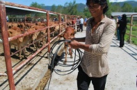 Ngân hàng tặng 370 con bò cho các hộ khó khăn