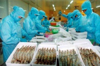 Thuế chống bán phá giá tôm sang Mỹ giảm mạnh