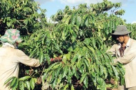 Bộ Nông nghiệp chuẩn bị rót vốn tham gia dự án PPP