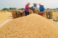 Chính sách xuất khẩu gạo nhiều bất cập, Vinafood 1, Vinafood 2 hưởng đặc quyền