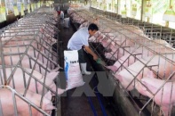 Tạm dừng cấp phép xây dựng thêm nhà máy thức ăn chăn nuôi
