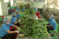 200 đại biểu quốc tế đến Việt Nam dự Hội nghị Bộ trưởng Hợp tác xã