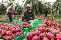 Xuất khẩu nông sản đạt 27 tỷ USD, rau quả tăng trưởng kỷ lục 