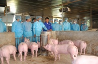 Vừa chi 40% cổ tức tiền mặt, Navetco hụt hơi lợi nhuận quý III/2019   