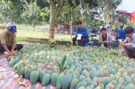 Trước thềm chất vấn, Bộ trưởng Nguyễn Xuân Cường nói gì về mở cửa thị trường, liên kết chuỗi