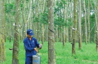 Bất chấp lợi nhuận giảm, Cao su Đồng Phú mạnh tay chia cổ tức khủng bằng tiền mặt 