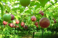 Nafoods muốn bán rẻ cổ phiếu cho cổ đông ngoại
