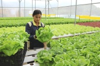 Đại sứ Quán Hàn Quốc cảnh báo môi giới lừa đảo lao động thời vụ Việt Nam