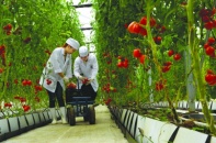 Muốn cho nông dân vay, ngân hàng cũng vướng