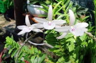 Hòa Bình: Cảnh báo ngân hàng rà soát khoản vay liên quan đến lan đột biến