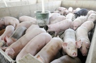Hoàng Anh Gia Lai lần đầu thoát lỗ sau 2 năm nhờ doanh thu bán heo tăng vọt