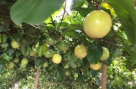 Nafoods (NAF): Lãi ròng quý 3/2021 tăng 52%; đề xuất được hỗ trợ vì "công bằng"