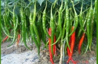 Vinaseed (NSC): Giá vốn ăn mòn lợi nhuận, điều chỉnh lùi kế hoạch lợi nhuận cả năm