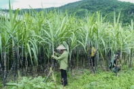 Đường Thành Thành Công - Biên Hòa muốn nắm cổ phần chi phối Mía đường Tây Ninh