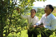 Đồi mắc ca trù phú mở hướng làm giàu ở miền tây Quảng Ngãi