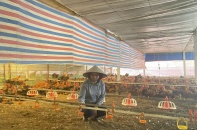 Nông dân kiếm tiền tỷ nhờ ngân hàng mạnh dạn cho vay