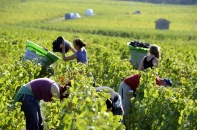 Sắp đưa 1.000 lao động Việt Nam sang Úc làm nông nghiệp, lương lên tới 66 triệu đồng/tháng