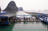 Quảng Ninh mở đường cho công nghiệp nuôi biển vươn ra vùng khơi